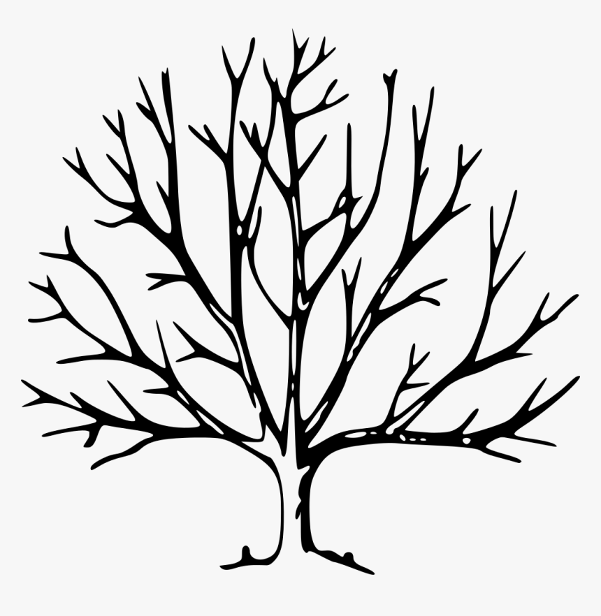 Tree Drawing With Branches Clipart , Png Download - Tree Drawing With Branches, Transparent Png