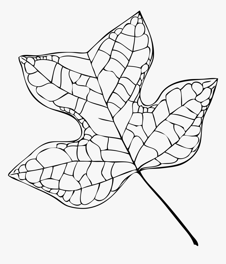 Filetulip Tree Leaf Vector, HD Png Download
