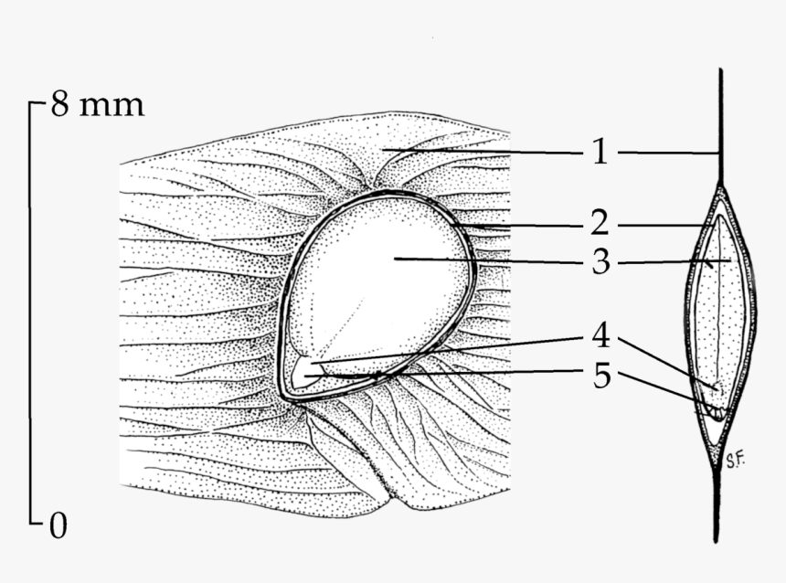 Ailanthus Seed Drawing - Ailanthus Altissima Tree Of Heaven Drawing, HD Png Download