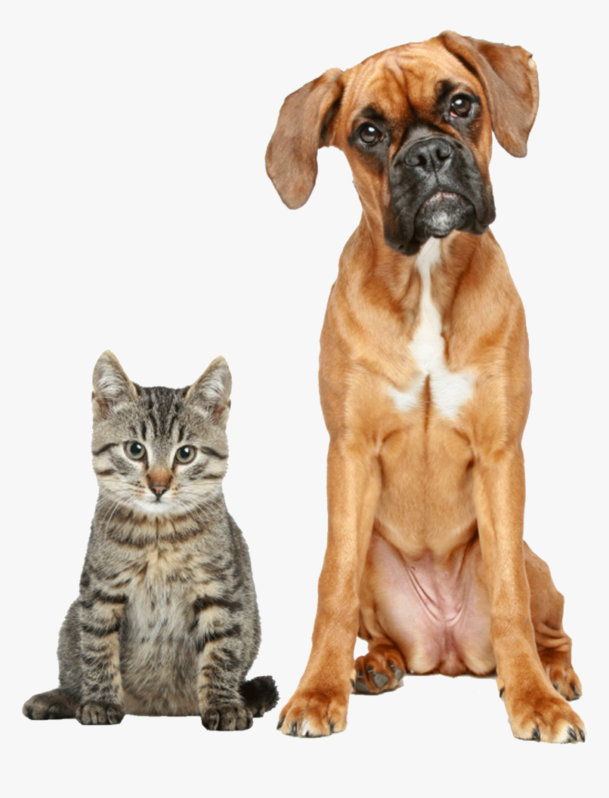 Cat And Boxer, HD Png Download