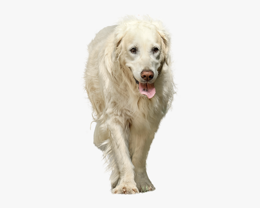 Dog Isolated, HD Png Download