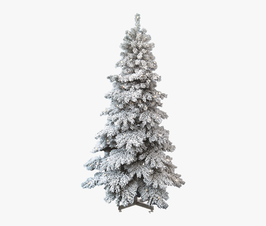 Spruce Snow Capped Christmas Tree 
 Class - Snow Pine Tree Png, Transparent Png