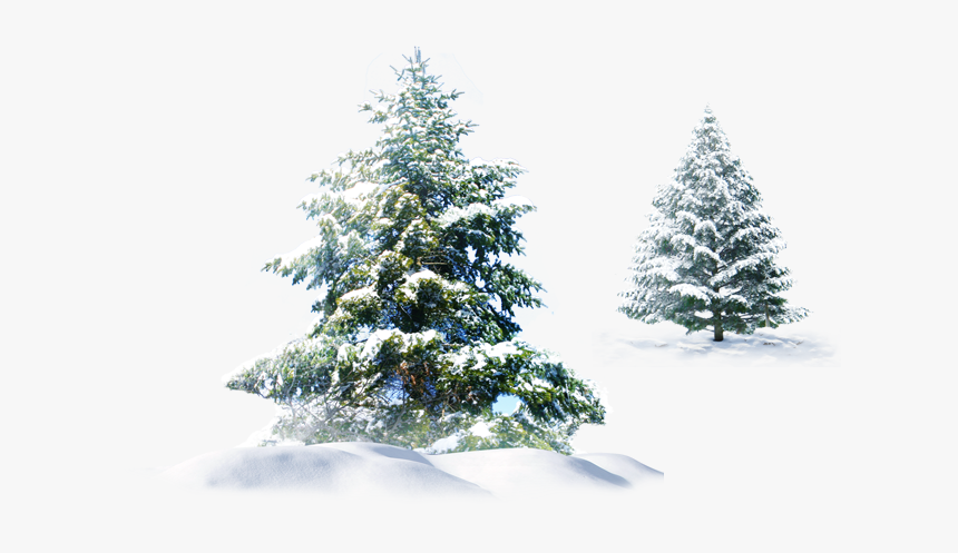 #trees #snow #christmas #evergreen #pine #spruce #png, Transparent Png