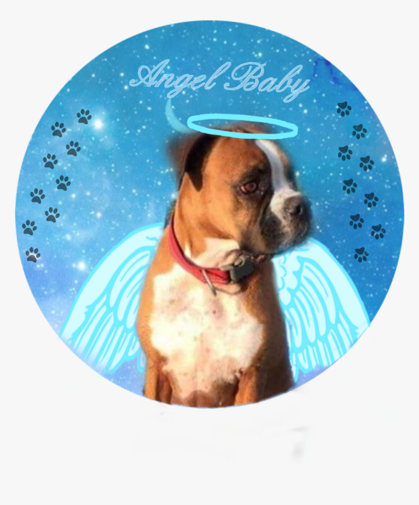 Boxer, HD Png Download