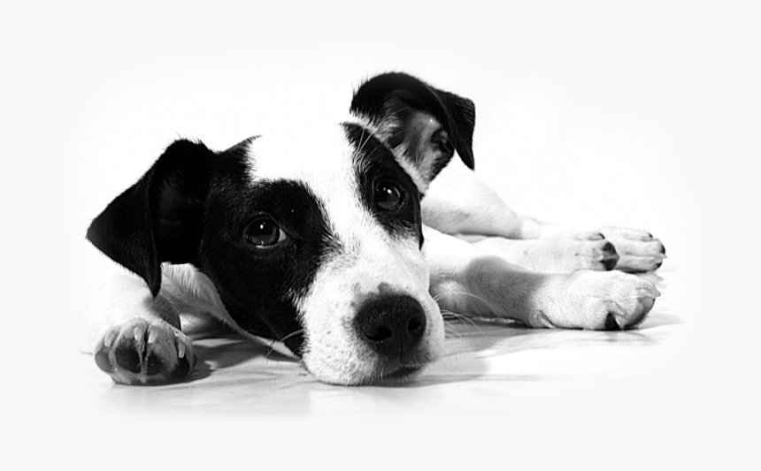 Blkwhtdagmedium3 - Treat Your Man Like A Dog, HD Png Download