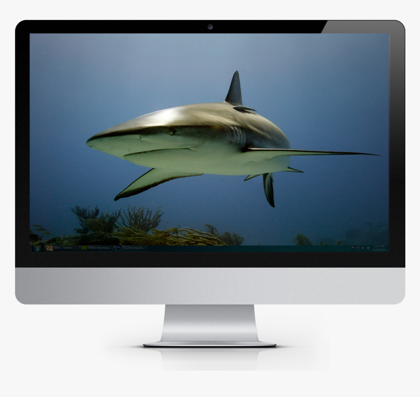 2019 Tropical Fish Calendar Windows Theme - Led-backlit Lcd Display, HD Png Download