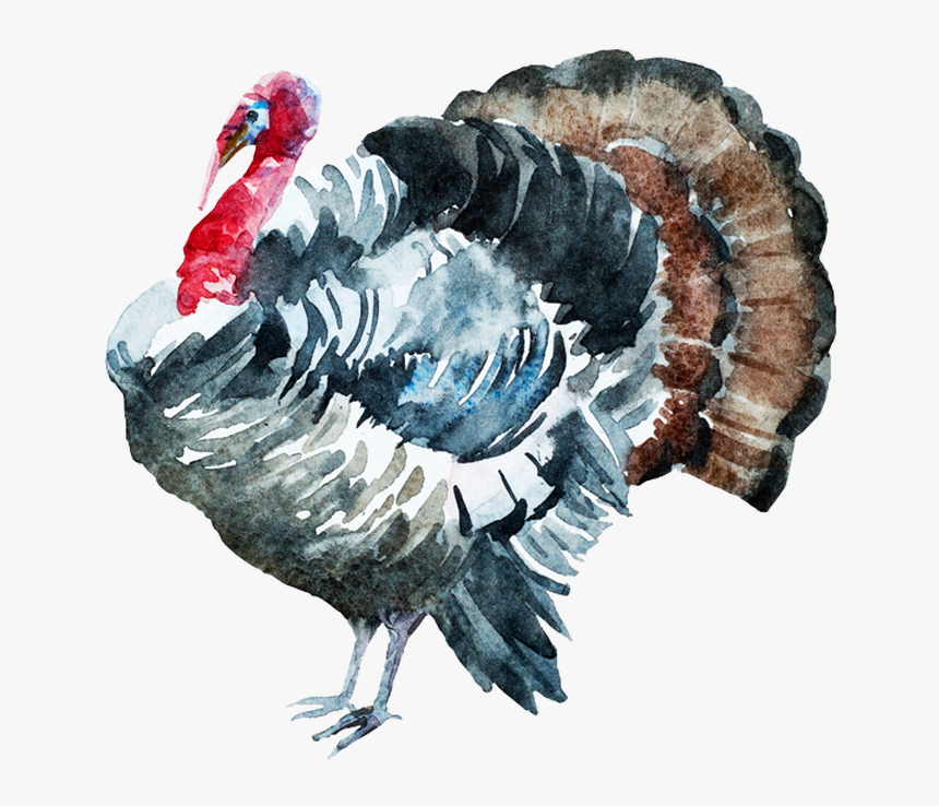 Turkey Watercolor, HD Png Download