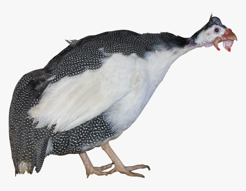 Turkey Png Image Free Download - Penguin, Transparent Png