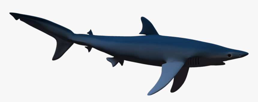 Shark Png - Real Shark Shadow Png, Transparent Png