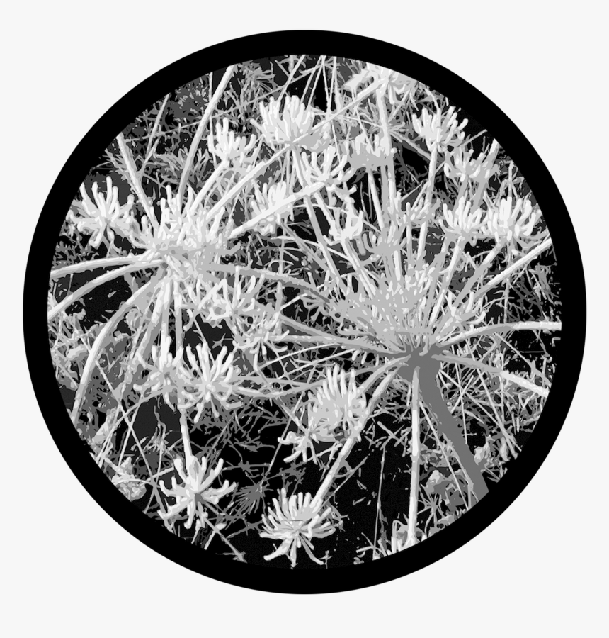 D - Thomas - Sage Frost - Hedgehog Cactus, HD Png Download