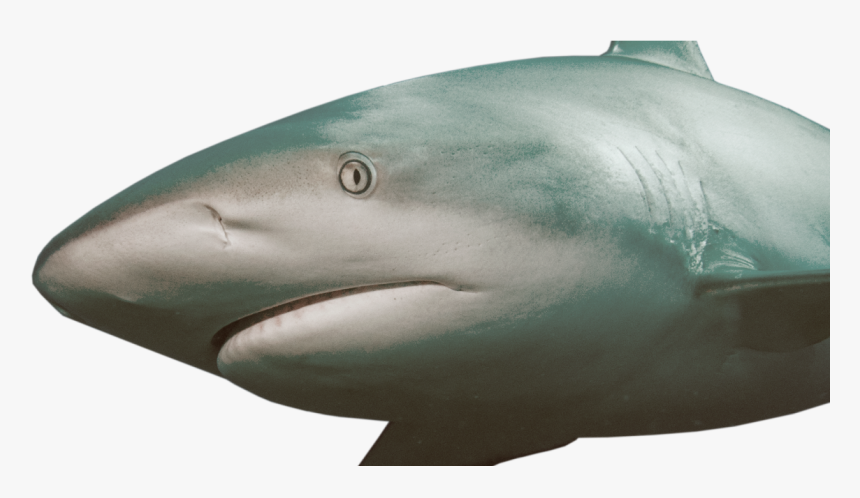 Tiger Shark, HD Png Download