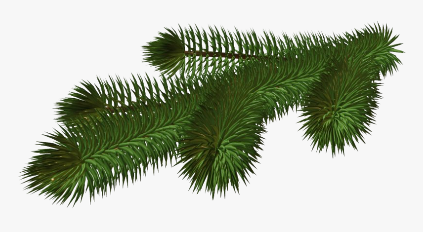 Pine Branch Png Hd - Pine Tree Branch Png, Transparent Png