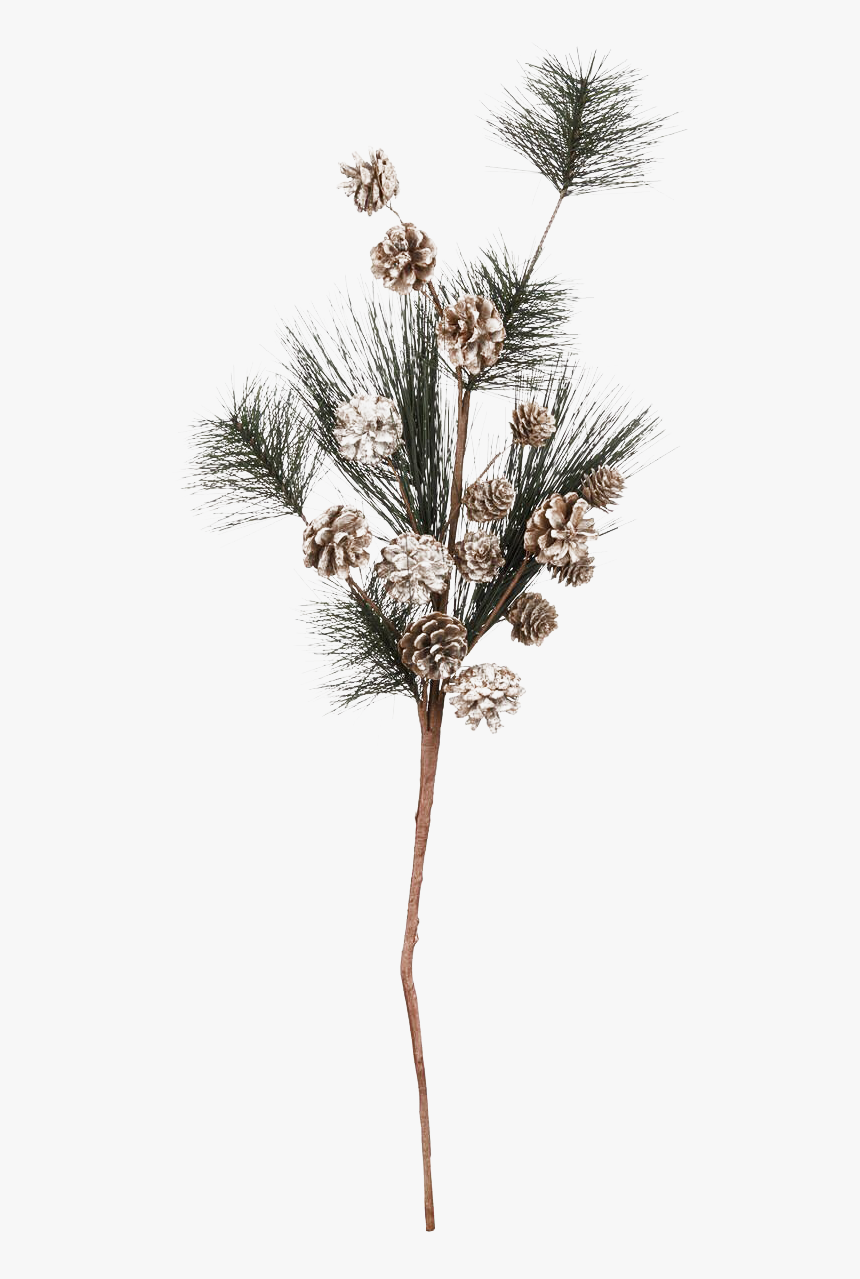 Pine Branch Png Transparent Picture - Pond Pine, Png Download