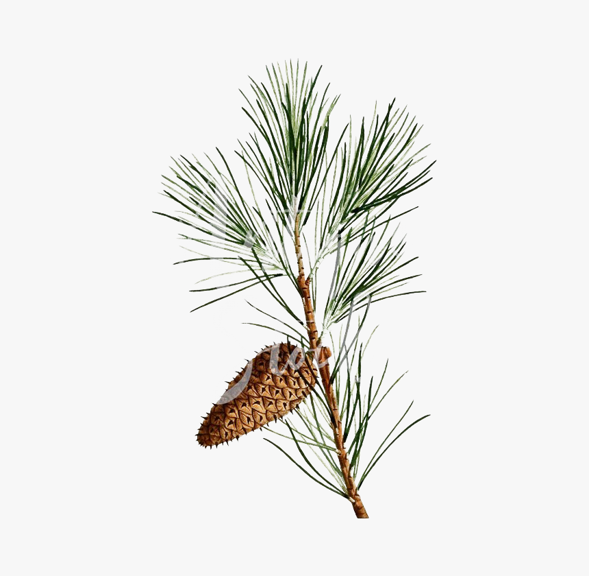 Pine Branch Png Background Image - Shortstraw Pine, Transparent Png