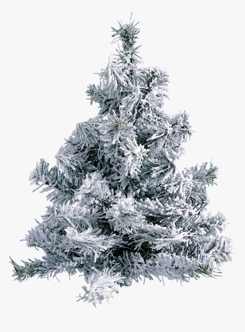 Christmas Tree With Snow And Pinecones, HD Png Download