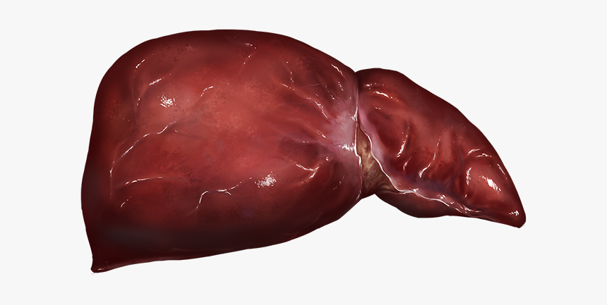 Liver - Chocolate, HD Png Download