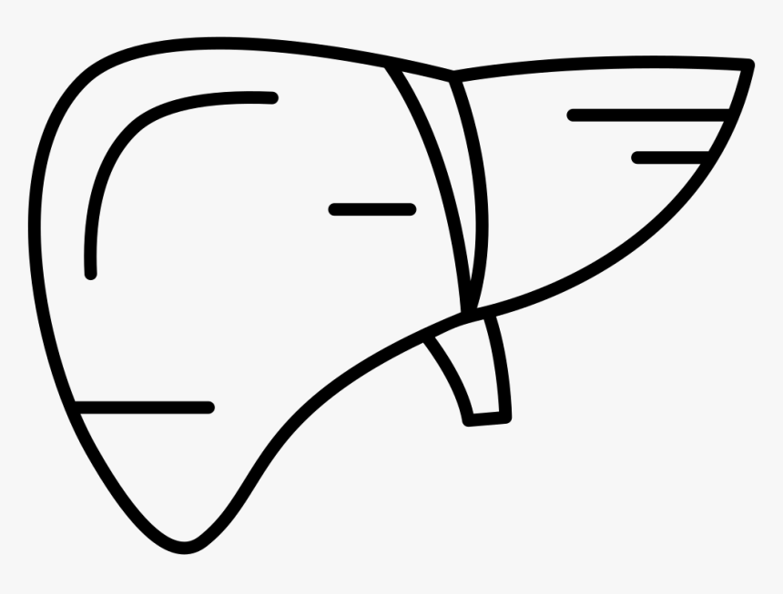 Human Liver - Liver, HD Png Download