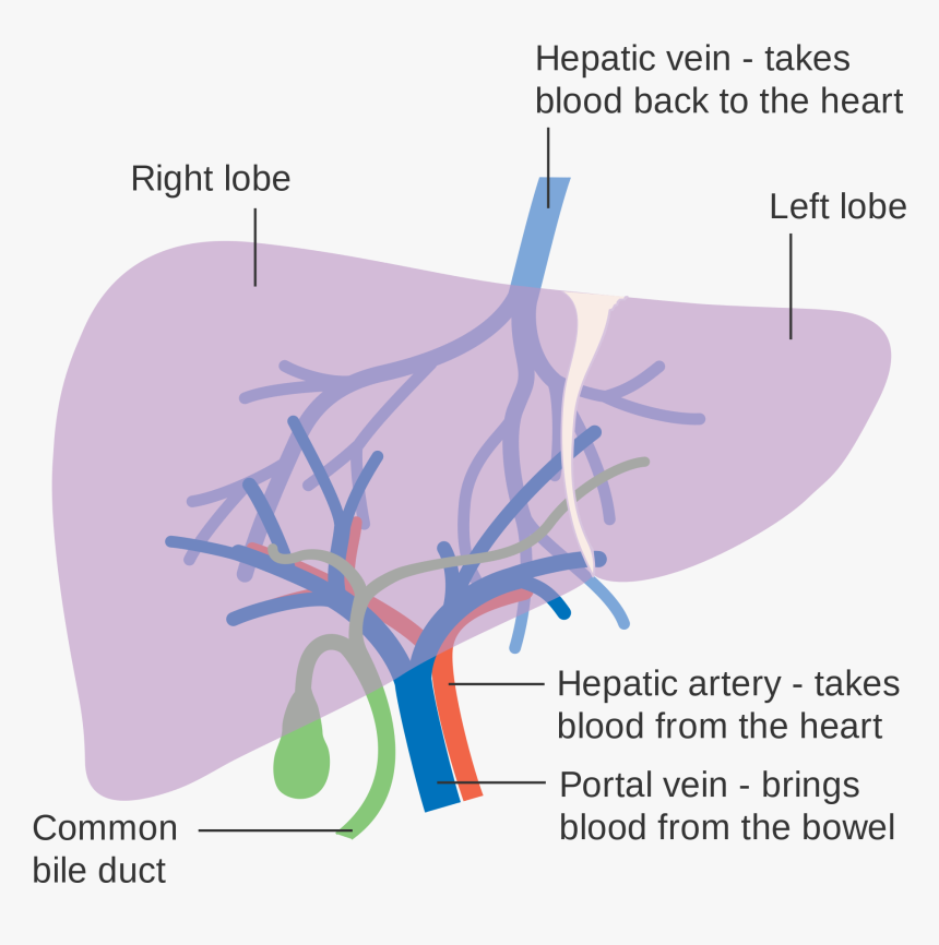 Diagram Showing The Two Lobes Of The Liver And Its - Liver Lobe Blood Supply, HD Png Download