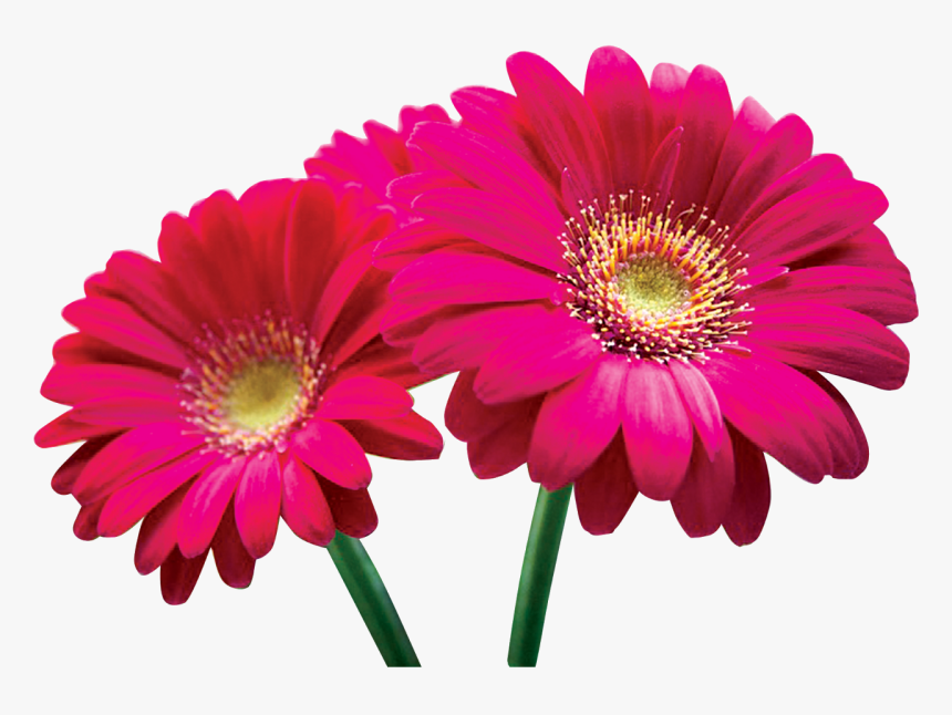 Lily Flower Png, Transparent Png