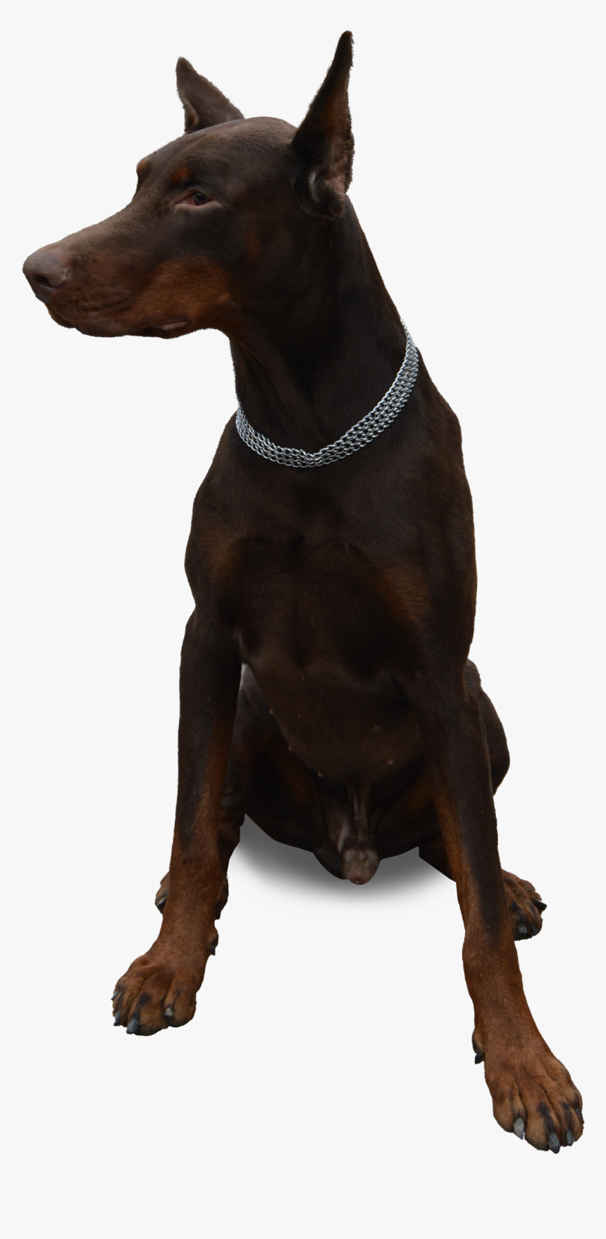 Perro Doberman Png, Transparent Png