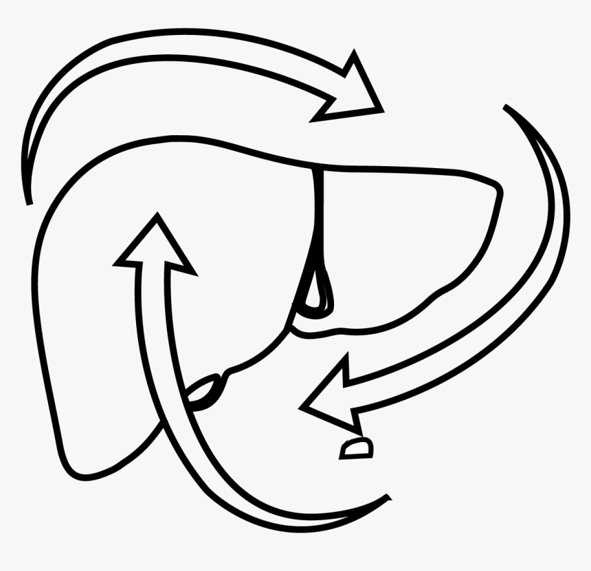 Foresta Organics Liver Detox Illustration - Line Art, HD Png Download