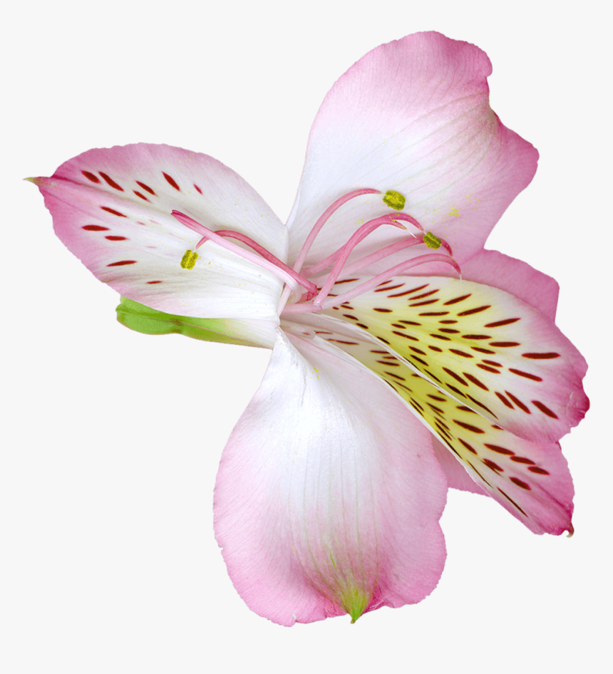 Pink Transparent Lily Flower Png Clipart - Transparent Pink Lily Png, Png Download