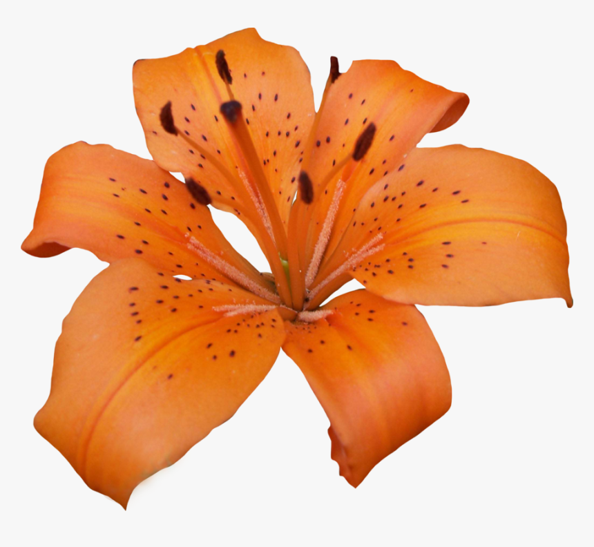 Lily Png - Lilly Png, Transparent Png