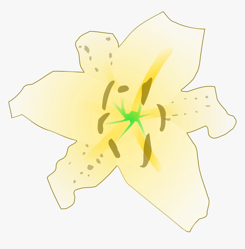 Lily Family, HD Png Download