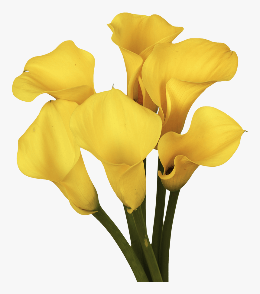 Gorgeous Golden Yellow Calla Lily Flowers - Giant White Arum Lily, HD Png Download
