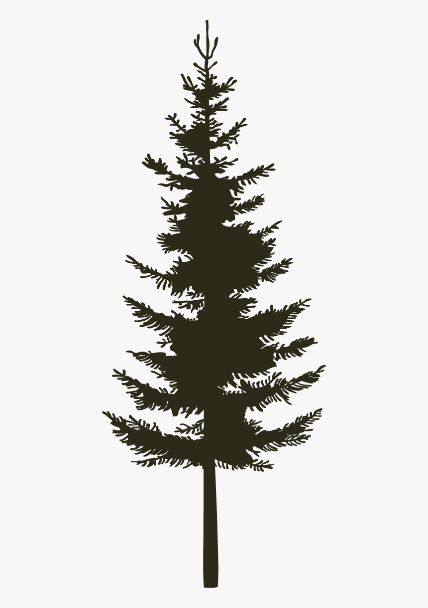 Single Pine - Black - Western Yellow Pine, HD Png Download