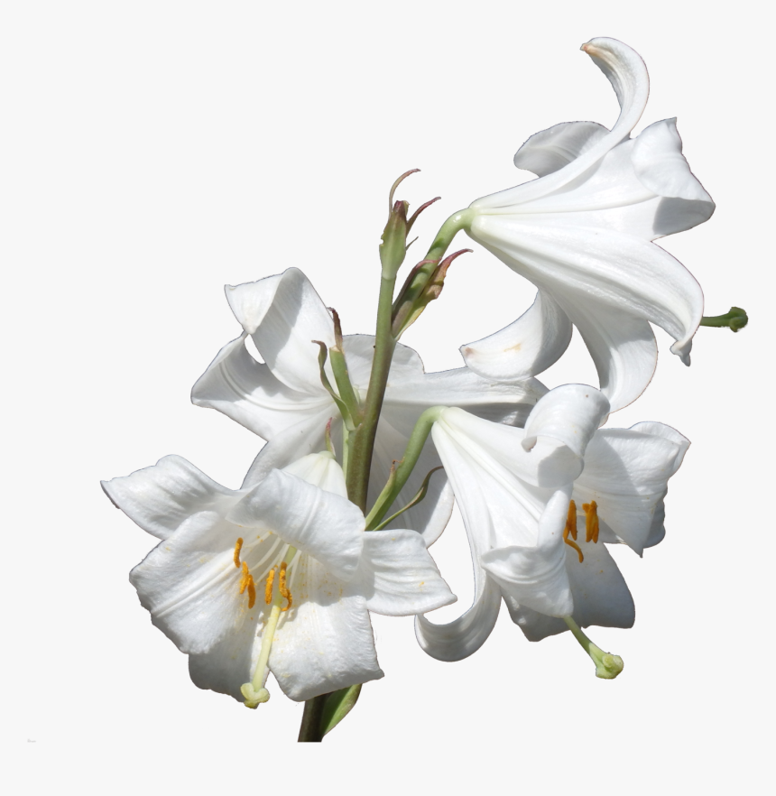 Flower Plant Lilium Candidum Liliaceae - Calla Lilies Plant Transparent Background, HD Png Download