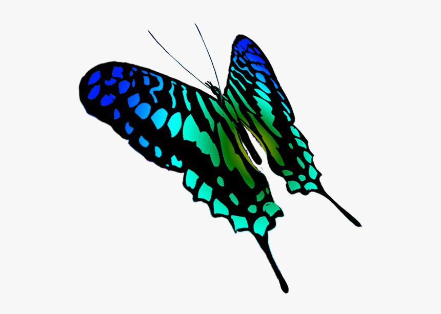 Swallowtail Butterfly Drawing - Papilio Machaon, HD Png Download