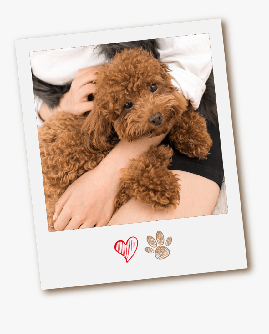 Why Conga’s Mobile Pet Grooming - Labradoodle, HD Png Download