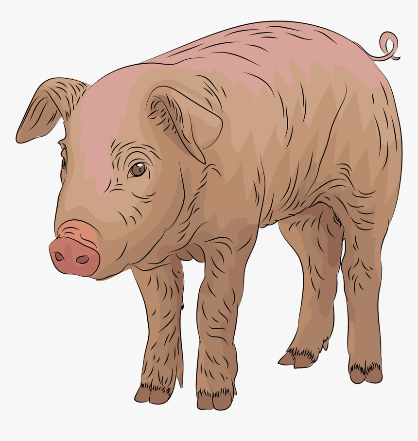 Domestic Pig, HD Png Download