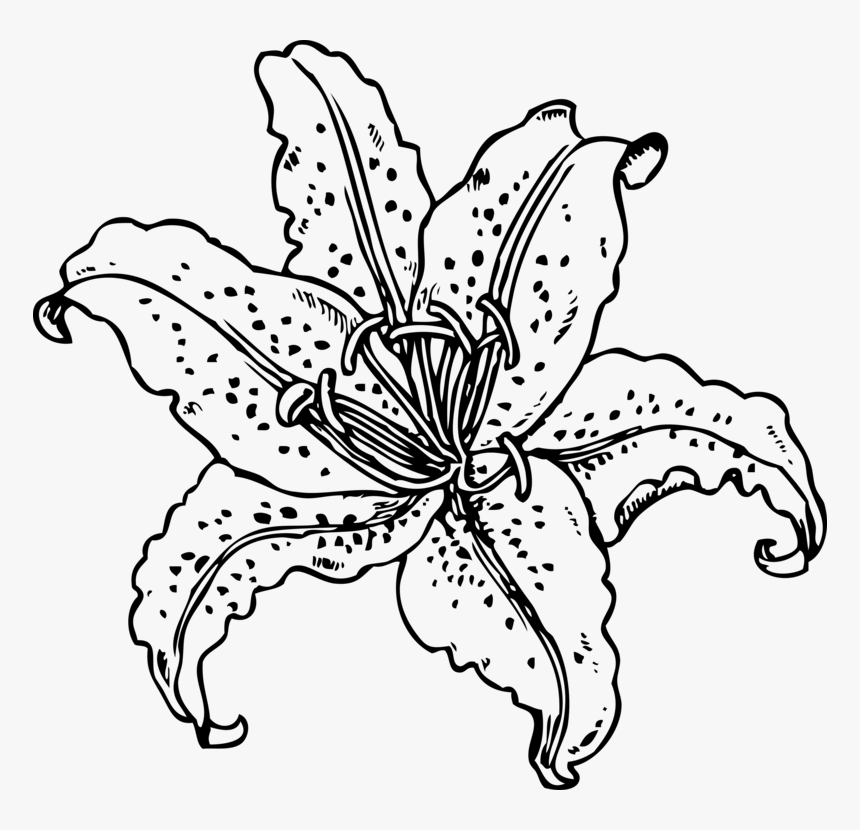 Symmetry,monochrome Photography,petal - Tiger Lily Line Drawing, HD Png Download
