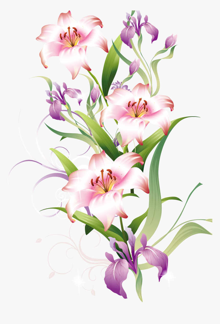 Lily Clipart Lilium - Lily, HD Png Download