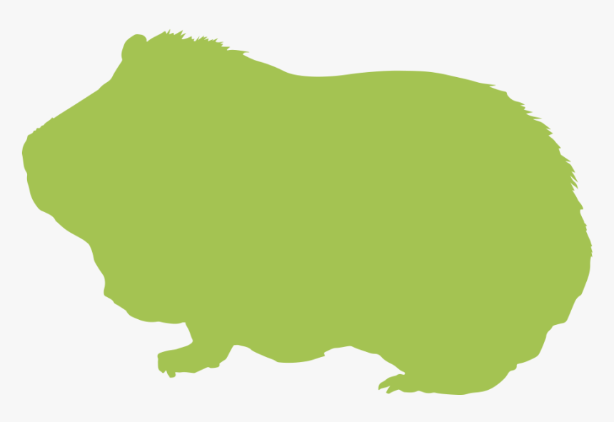 Guinea Pigs » - Illustration, HD Png Download