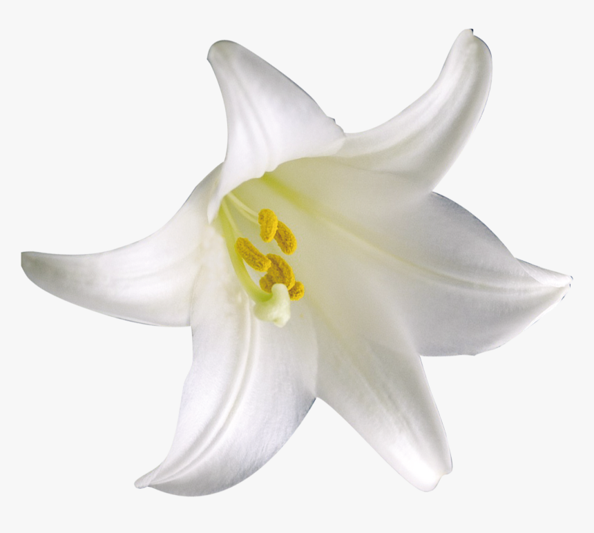 Cluster-lilies, HD Png Download