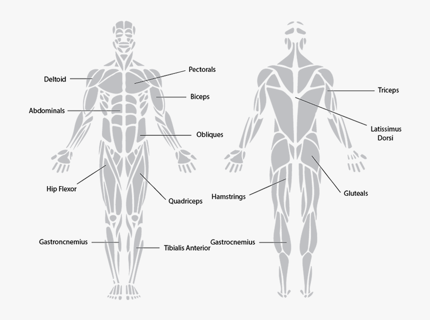 Class Img Responsive Img Center - Reverse Push Up Muscles Worked, HD Png Download