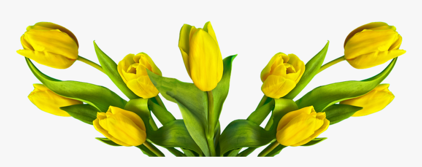 Transparent Easter Flowers Png - Tulipa Amarela Png, Png Download