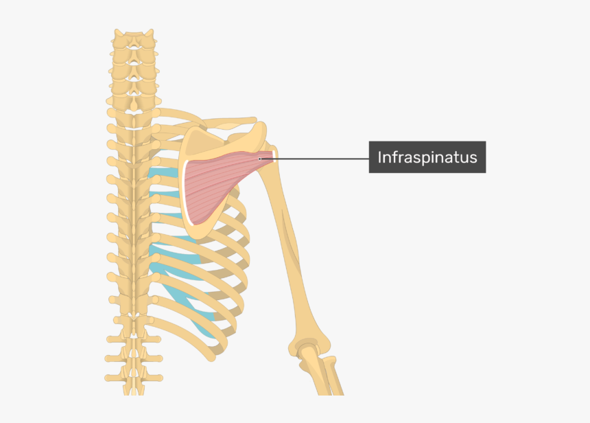 Image Showing Superficial Muscles Of The Back And Posterior - Infraspinatus Attachments, HD Png Download