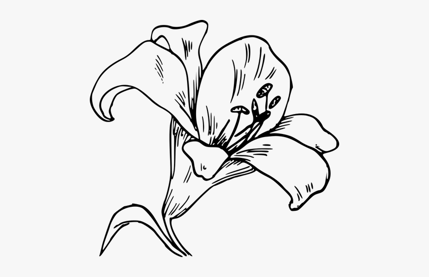 Lily Flower Vector Image - Lily Outline, HD Png Download