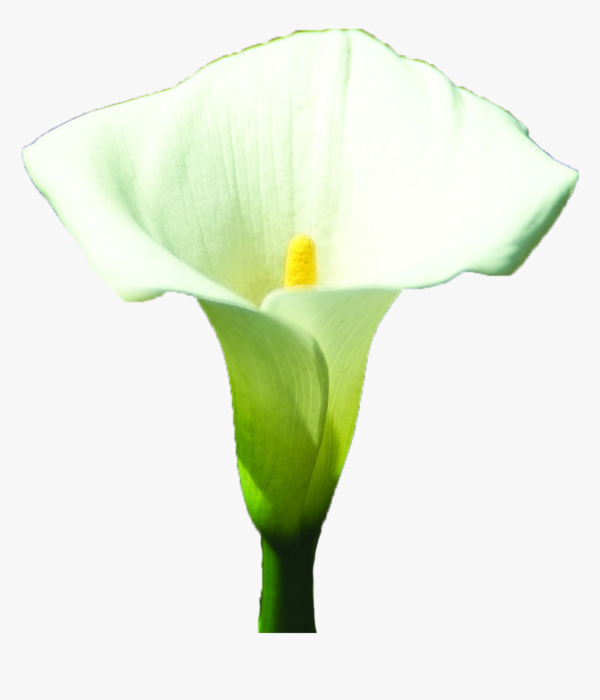 Arum-lily Arum Lilies Lilium White - Giant White Arum Lily, HD Png Download