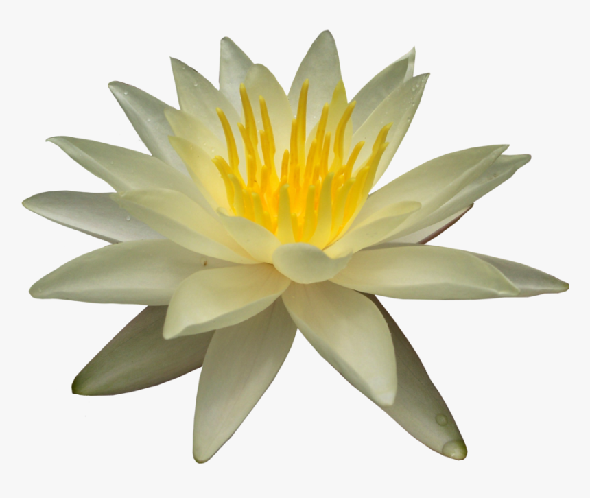 Lotus Flower Png - White Water Lily Transparent, Png Download