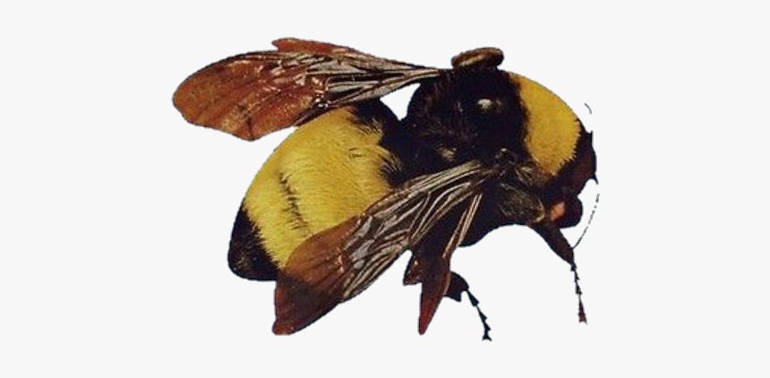 Image - Scum Fuck Flower Boy Bee, HD Png Download