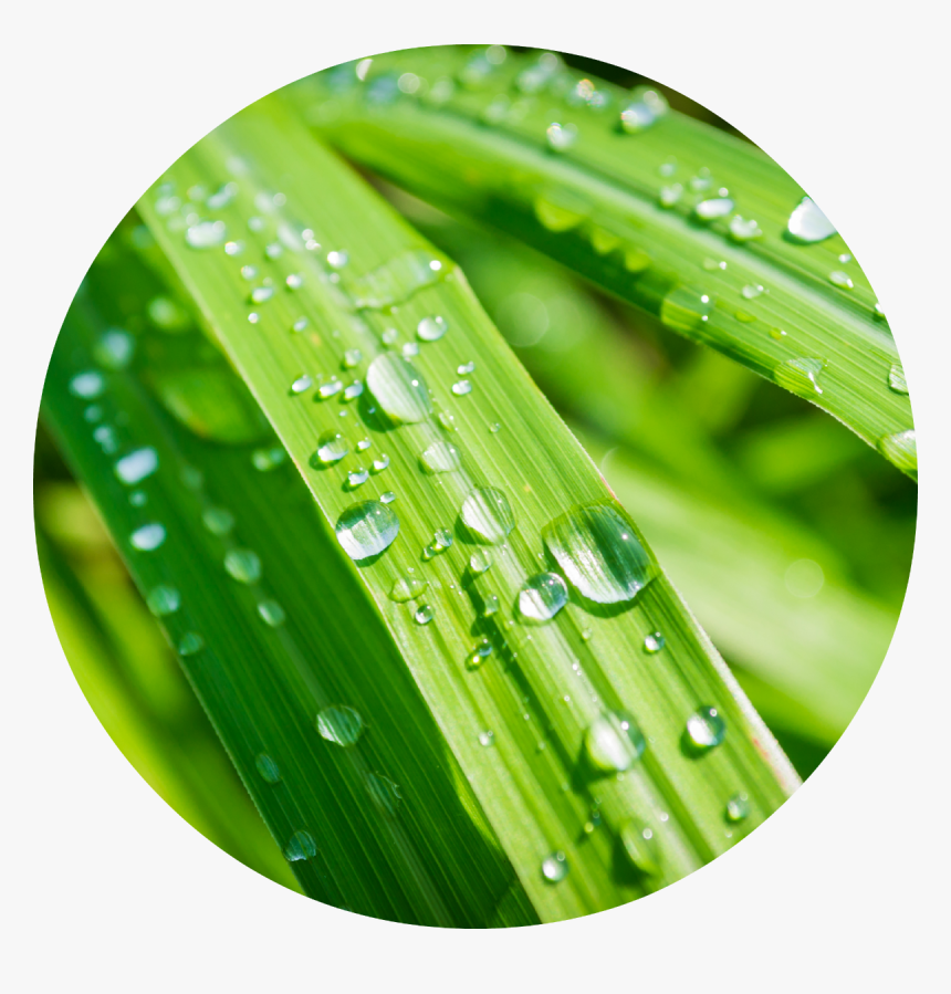 Oil Drop Png, Transparent Png