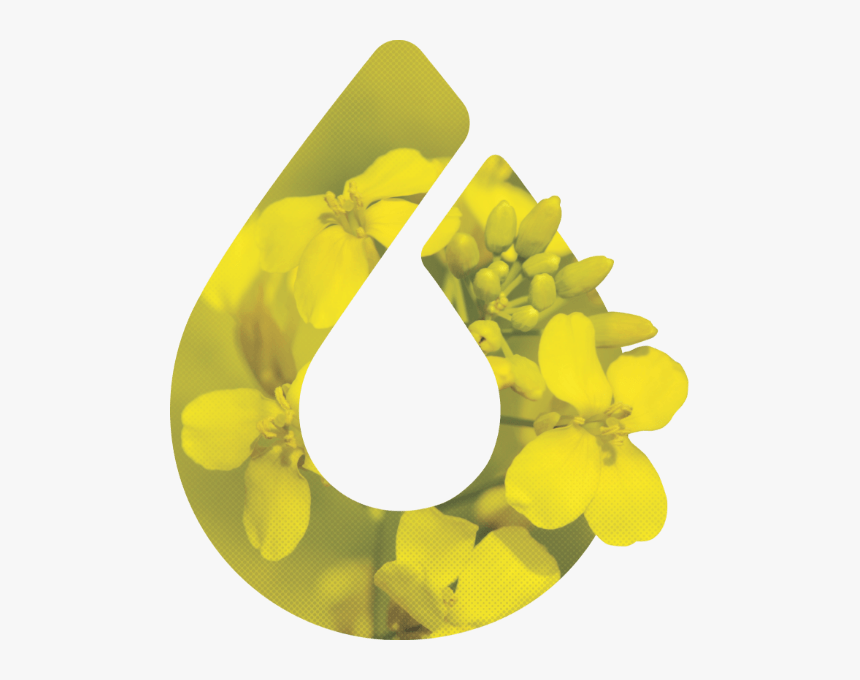 Earrings, HD Png Download