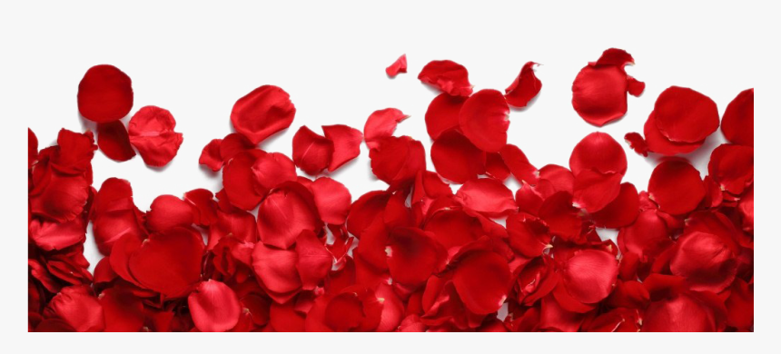 Rose Petals Png Transparent Image - Rose Petals Png Hd, Png Download