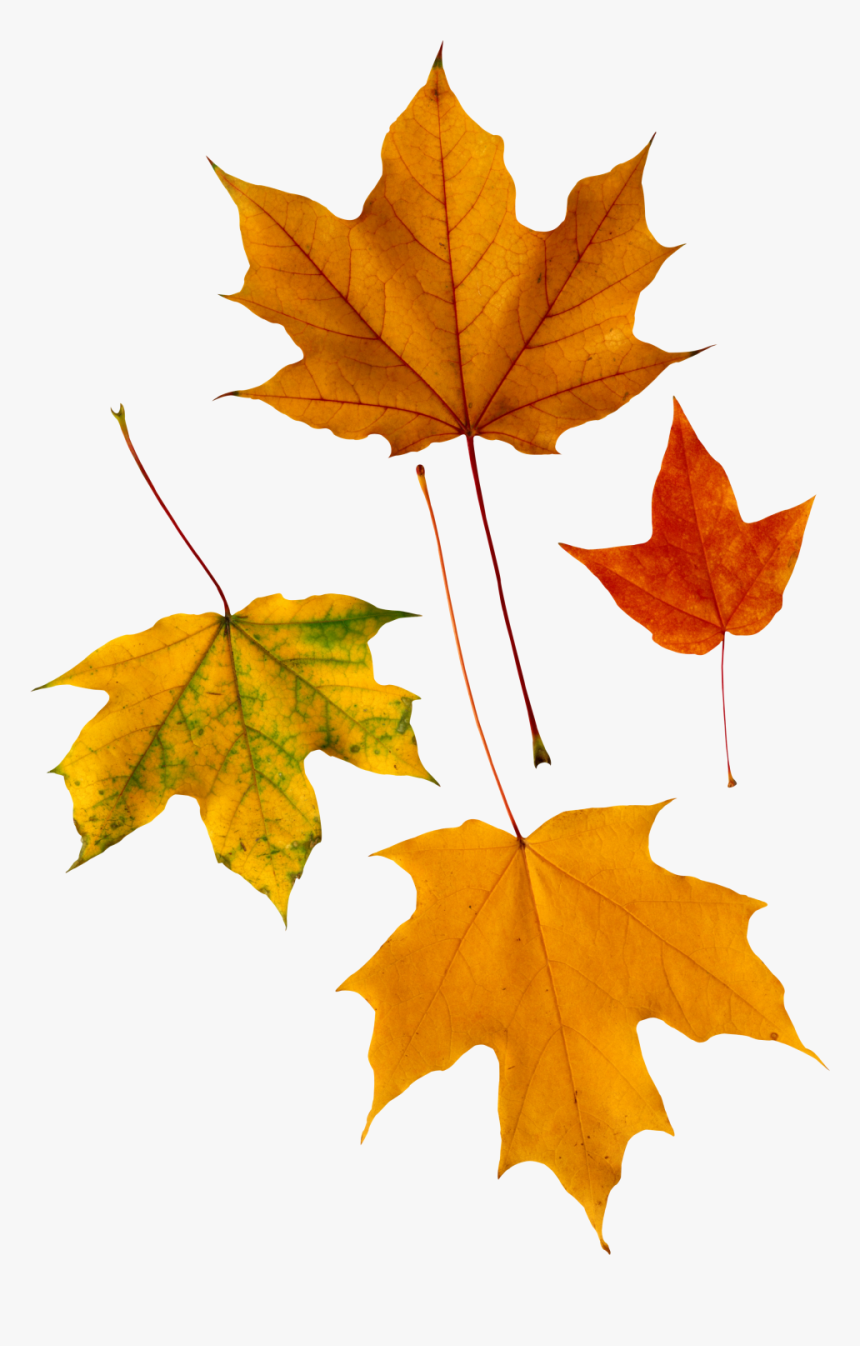 Autumn Leaf Png Image - Psalm 136 1 3 26, Transparent Png