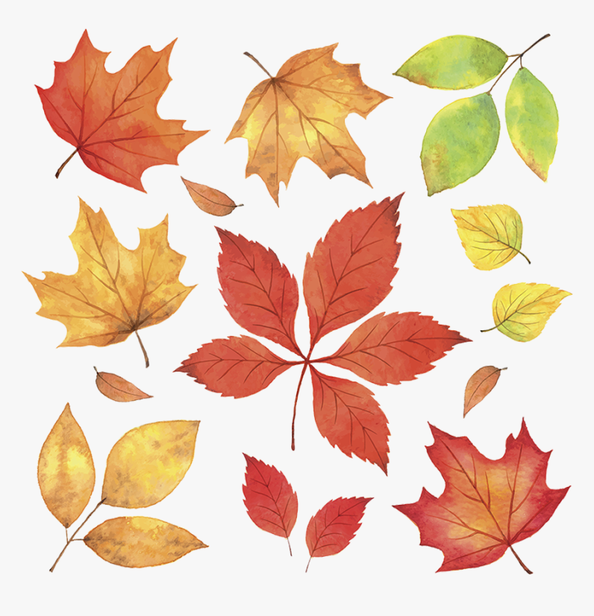 Autumn Leaves Leaf Illustration - Autumn Leaves Illustration Png, Transparent Png